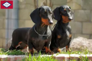 Read more about the article Dachshund breeders and puppies in Arkansas