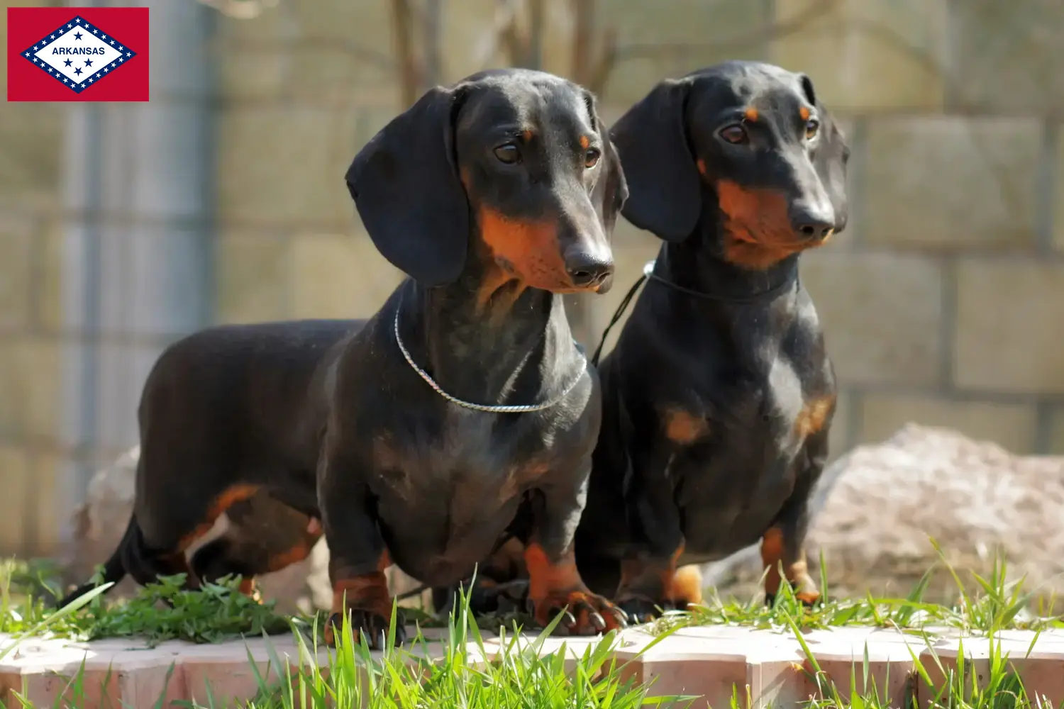 Dachshund puppies and breeders Arkansas Find Dachshund breeders in Arkansas.