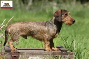 Read more about the article Dachshund breeders and puppies in California