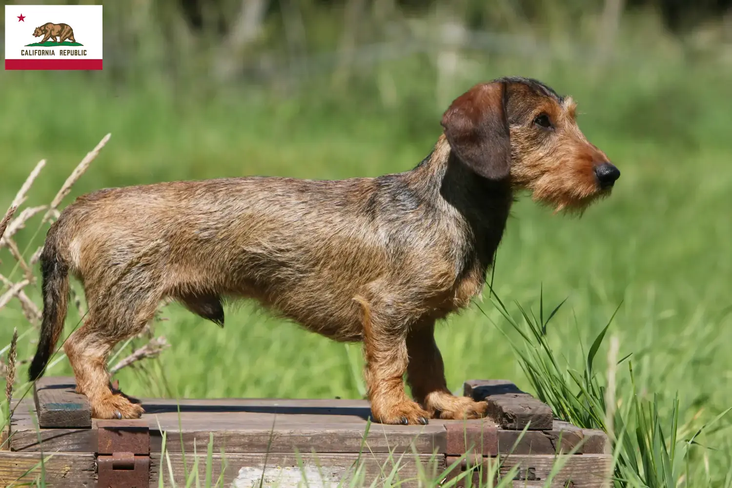 Dachshund puppies and breeder California Find Dachshund breeders in California.