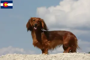 Read more about the article Dachshund breeders and puppies in Colorado