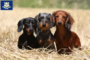 Read more about the article Dachshund breeders and puppies in Connecticut