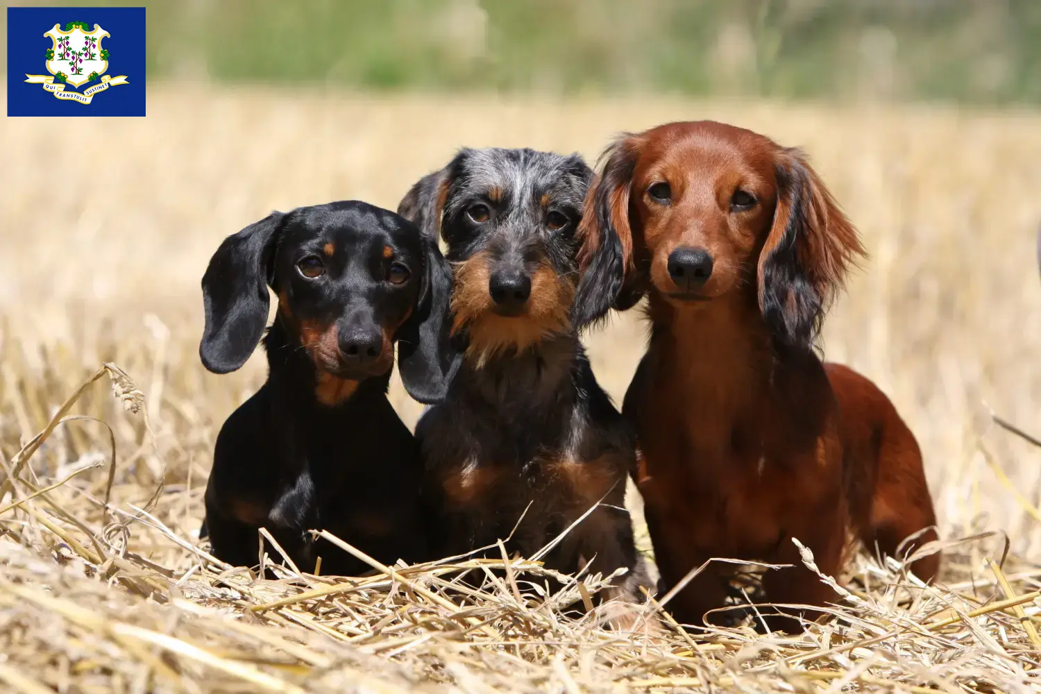 Dachshund puppies and breeders Connecticut Find Dachshund breeders in Connecticut.