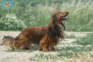 Read more about the article Dachshund breeders and puppies in Delaware