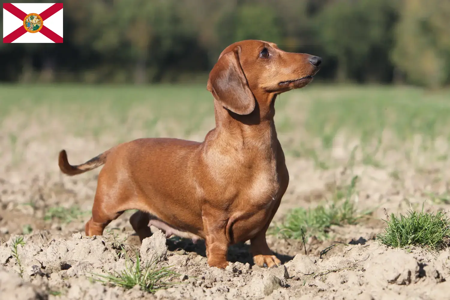 Dachshund puppies and breeders Florida Find Dachshund breeders in Florida.