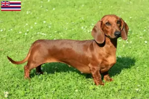 Read more about the article Dachshund breeders and puppies in Hawaii