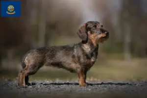 Read more about the article Dachshund breeders and puppies in Idaho