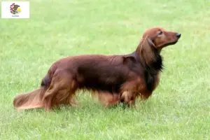 Read more about the article Dachshund breeders and puppies in Illinois