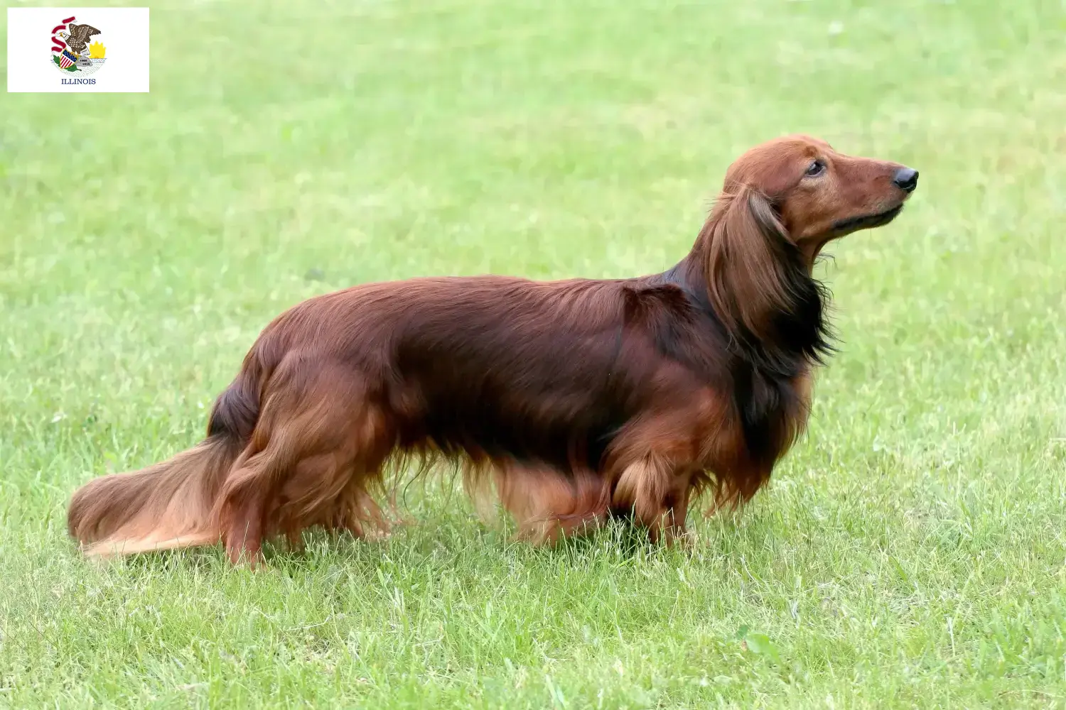Dachshund puppies and breeders Illinois Find Dachshund breeders in Illinois.