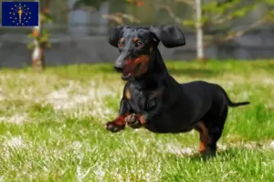 Read more about the article Dachshund breeders and puppies in Indiana