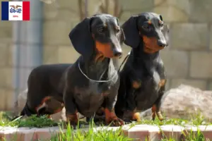 Read more about the article Dachshund breeders and puppies in Iowa