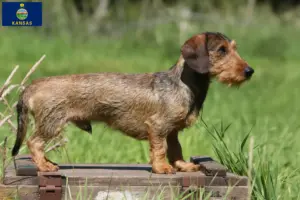 Read more about the article Dachshund breeders and puppies in Kansas