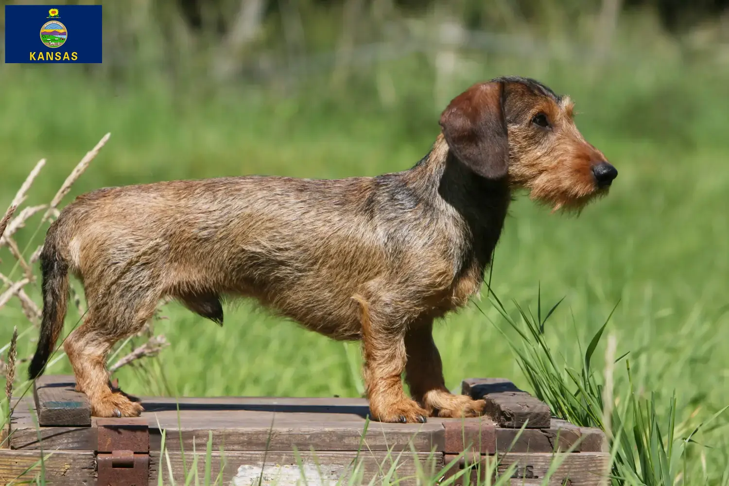 Dachshund puppies and breeder Kansas Find Dachshund breeders in Kansas.
