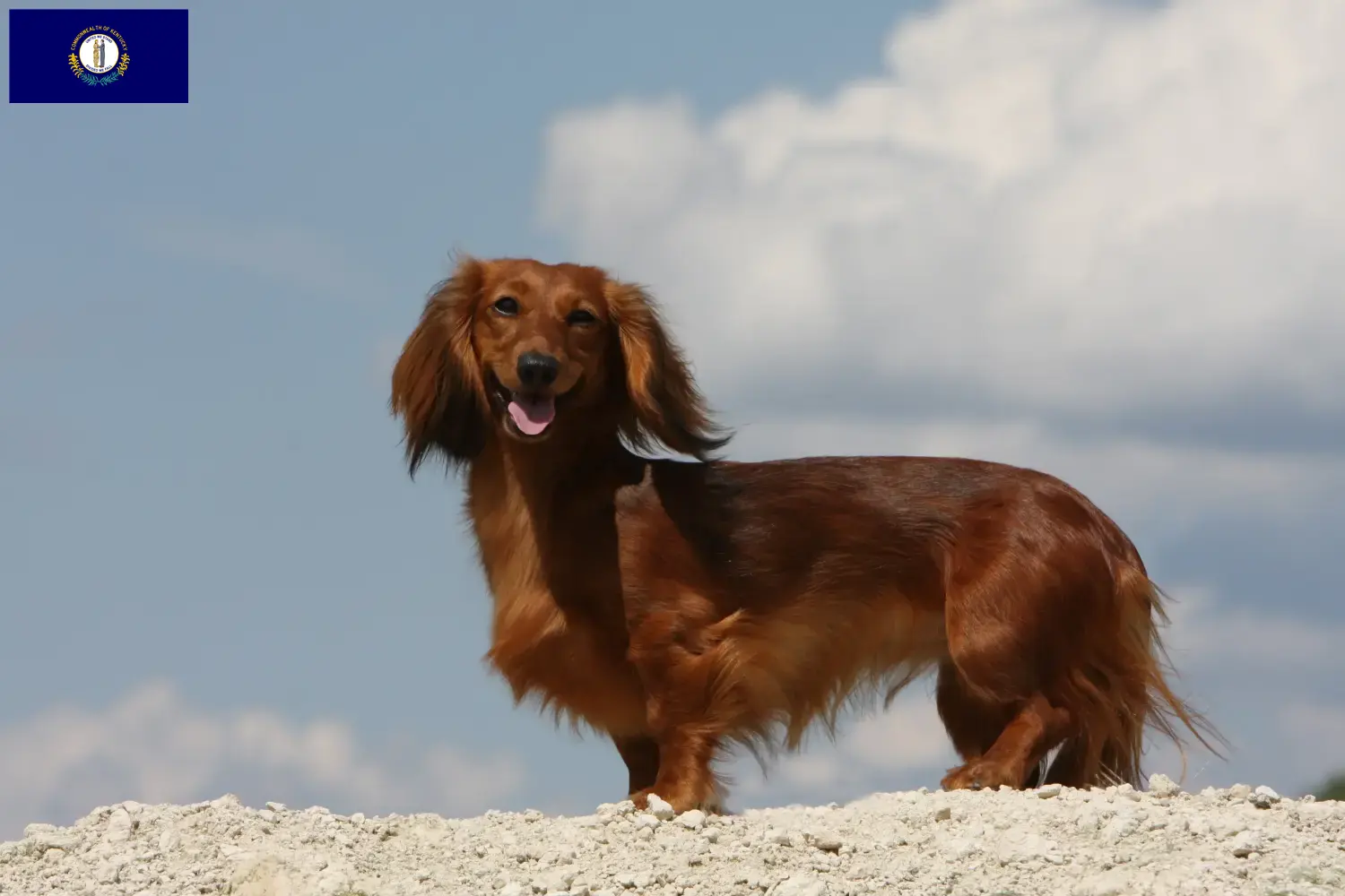 Dachshund puppies and breeder Kentucky Find Dachshund breeders in Kentucky.