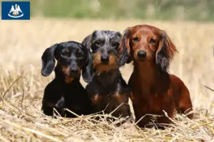 Read more about the article Dachshund breeders and puppies in Louisiana