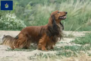 Read more about the article Dachshund breeders and puppies in Maine