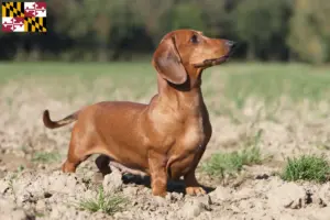 Read more about the article Dachshund breeders and puppies in Maryland