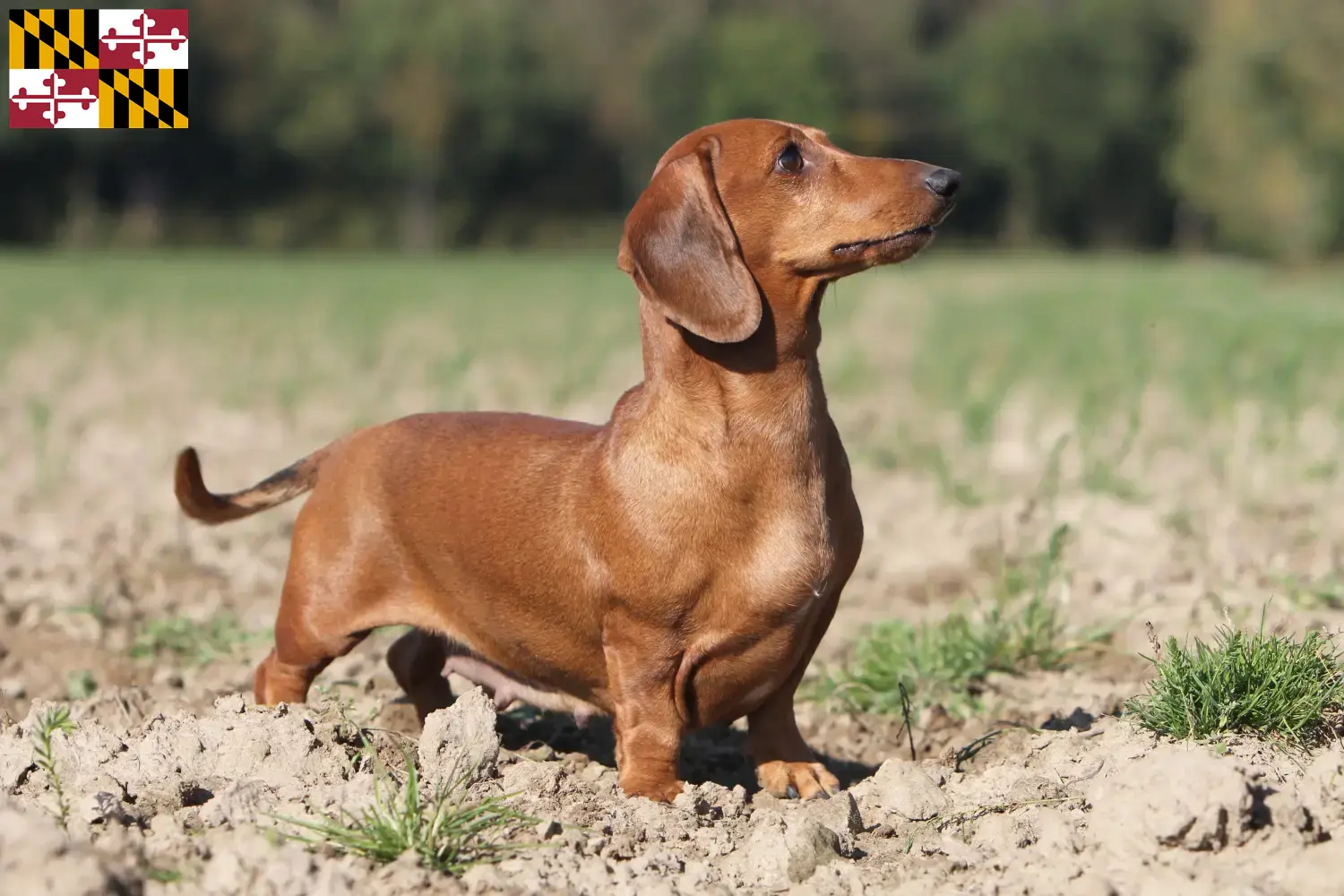 Dachshund puppies and breeder Maryland Find Dachshund breeders in Maryland.