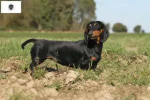 Read more about the article Dachshund breeders and puppies in Massachusetts