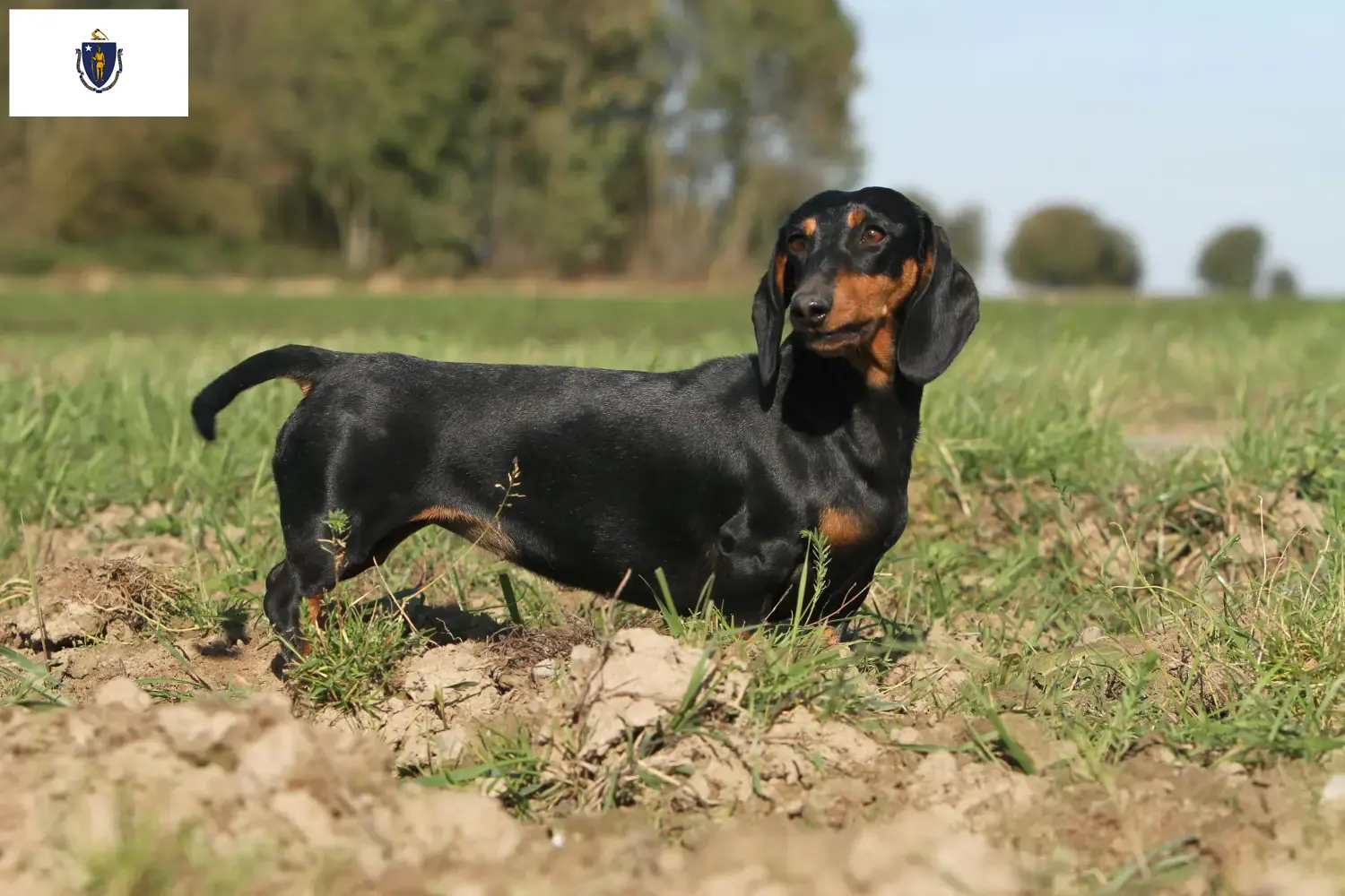 Read more about the article Dachshund breeders and puppies in Massachusetts