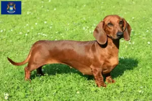 Read more about the article Dachshund breeders and puppies in Michigan