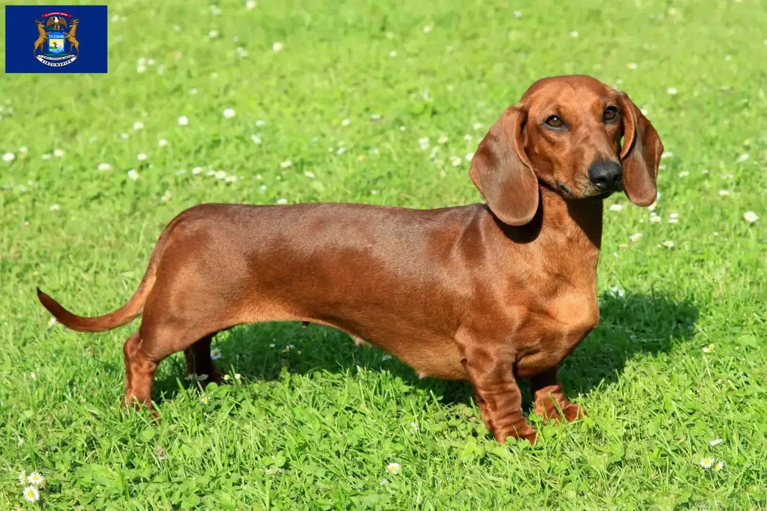 Dachshund puppies and breeders Michigan Find Dachshund breeders in Michigan.