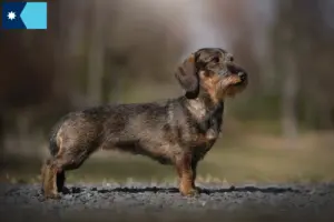 Read more about the article Dachshund breeders and puppies in Minnesota