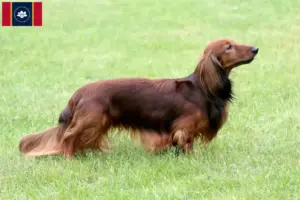 Read more about the article Dachshund breeders and puppies in Mississippi