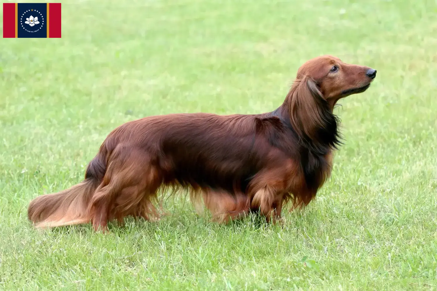 Dachshund puppies and breeders Mississippi Find Dachshund breeders in Mississippi.