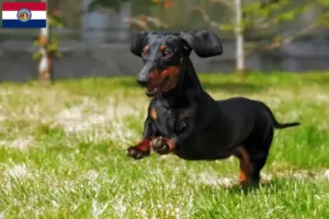 Read more about the article Dachshund breeders and puppies in Missouri