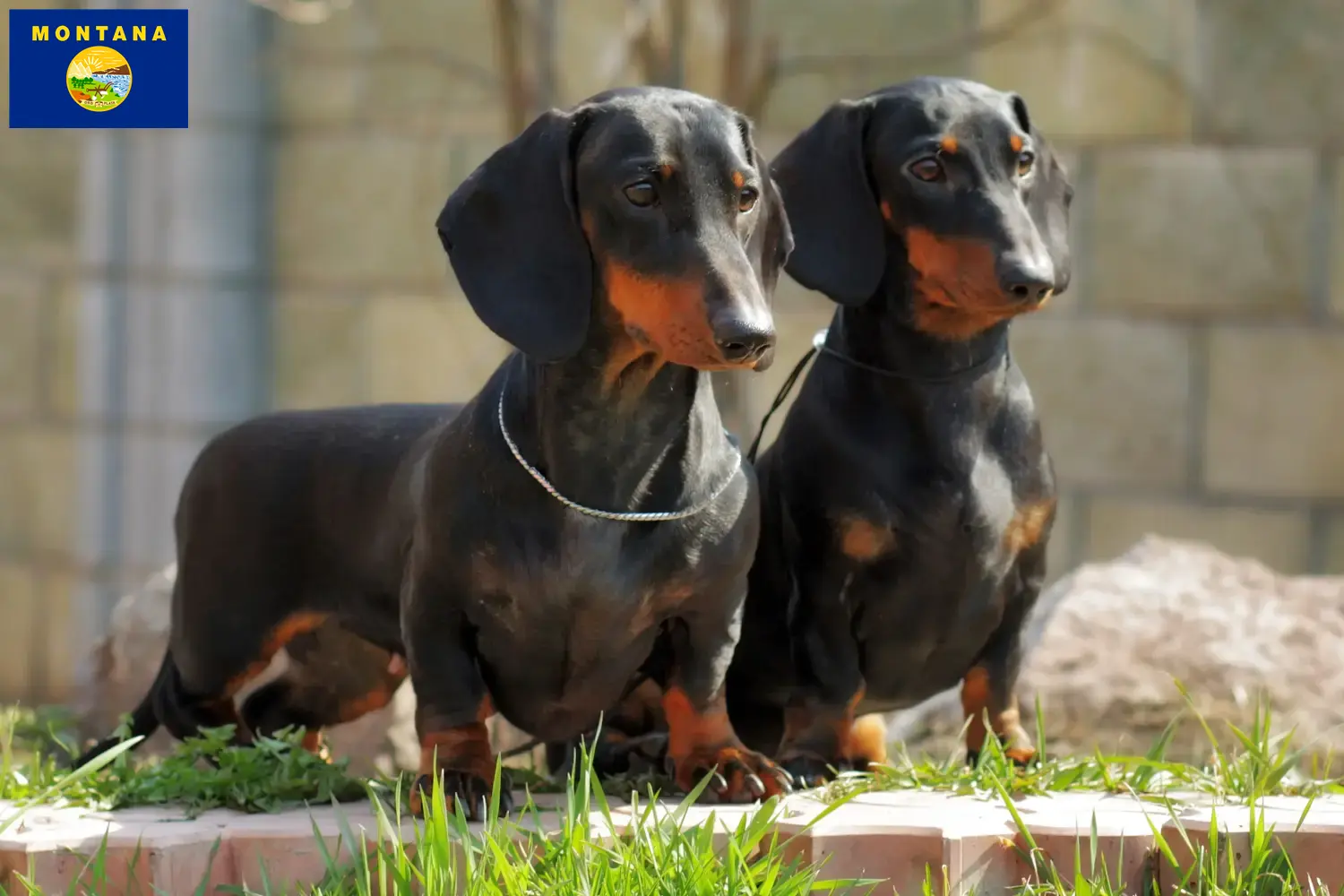 Dachshund puppies and breeder Montana Find Dachshund breeders in Montana.