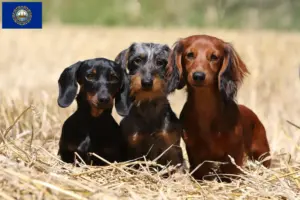 Read more about the article Dachshund breeders and puppies in New Hampshire
