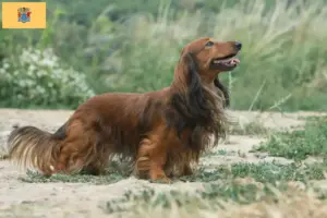 Read more about the article Dachshund breeders and puppies in New Jersey