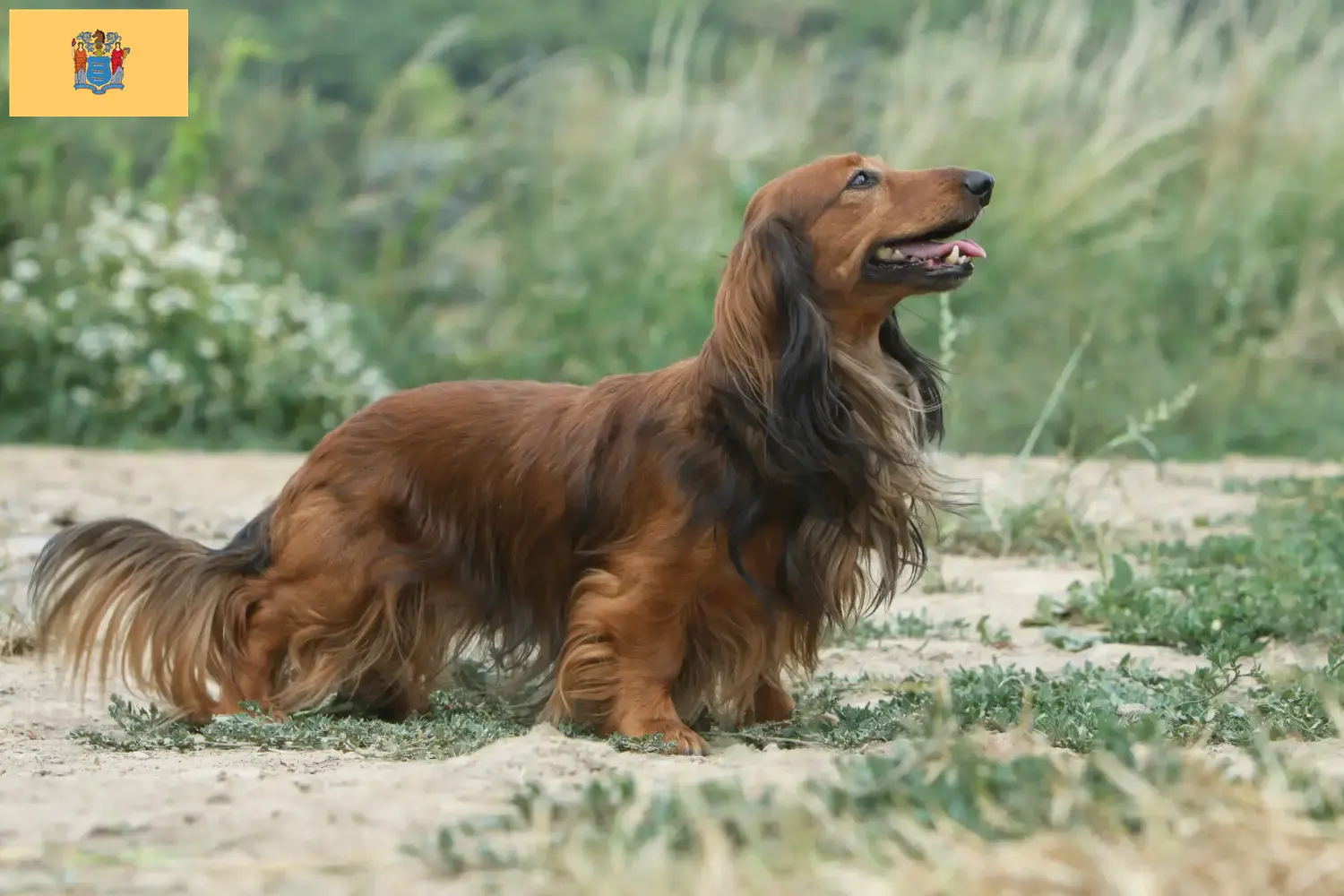 Dachshund puppies and breeders New Jersey Find Dachshund breeders in New Jersey.