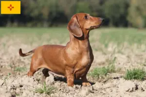 Read more about the article Dachshund breeders and puppies in New Mexico