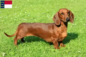 Read more about the article Dachshund breeders and puppies in North Carolina