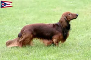 Read more about the article Dachshund breeders and puppies in Ohio