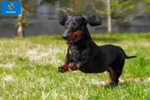 Read more about the article Dachshund breeders and puppies in Oklahoma
