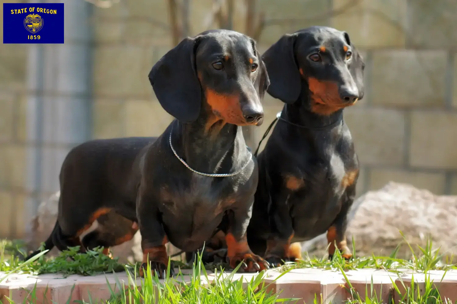 Dachshund puppies and breeder Oregon Find Dachshund breeders in Oregon.