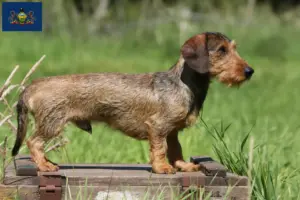 Read more about the article Dachshund breeders and puppies in Pennsylvania