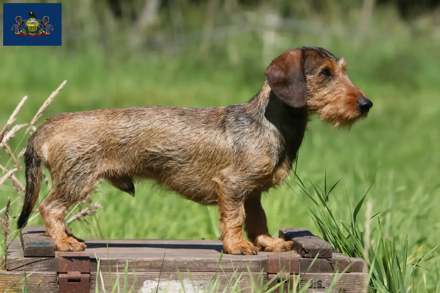 Dachshund puppies and breeders Pennsylvania Find Dachshund breeders in Pennsylvania.
