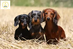 Read more about the article Dachshund breeders and puppies in Rhode Island