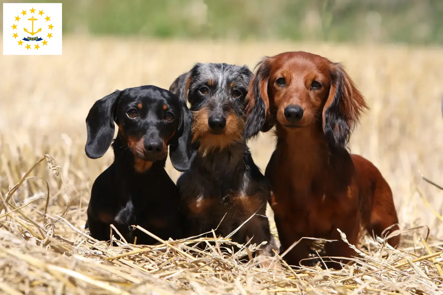 Dachshund puppies and breeders Rhode Island Find Dachshund breeders in Rhode Island.