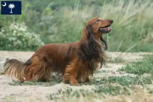 Read more about the article Dachshund breeders and puppies in South Carolina