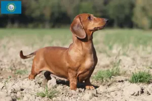 Read more about the article Dachshund breeders and puppies in South Dakota