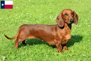Read more about the article Dachshund breeders and puppies in Texas