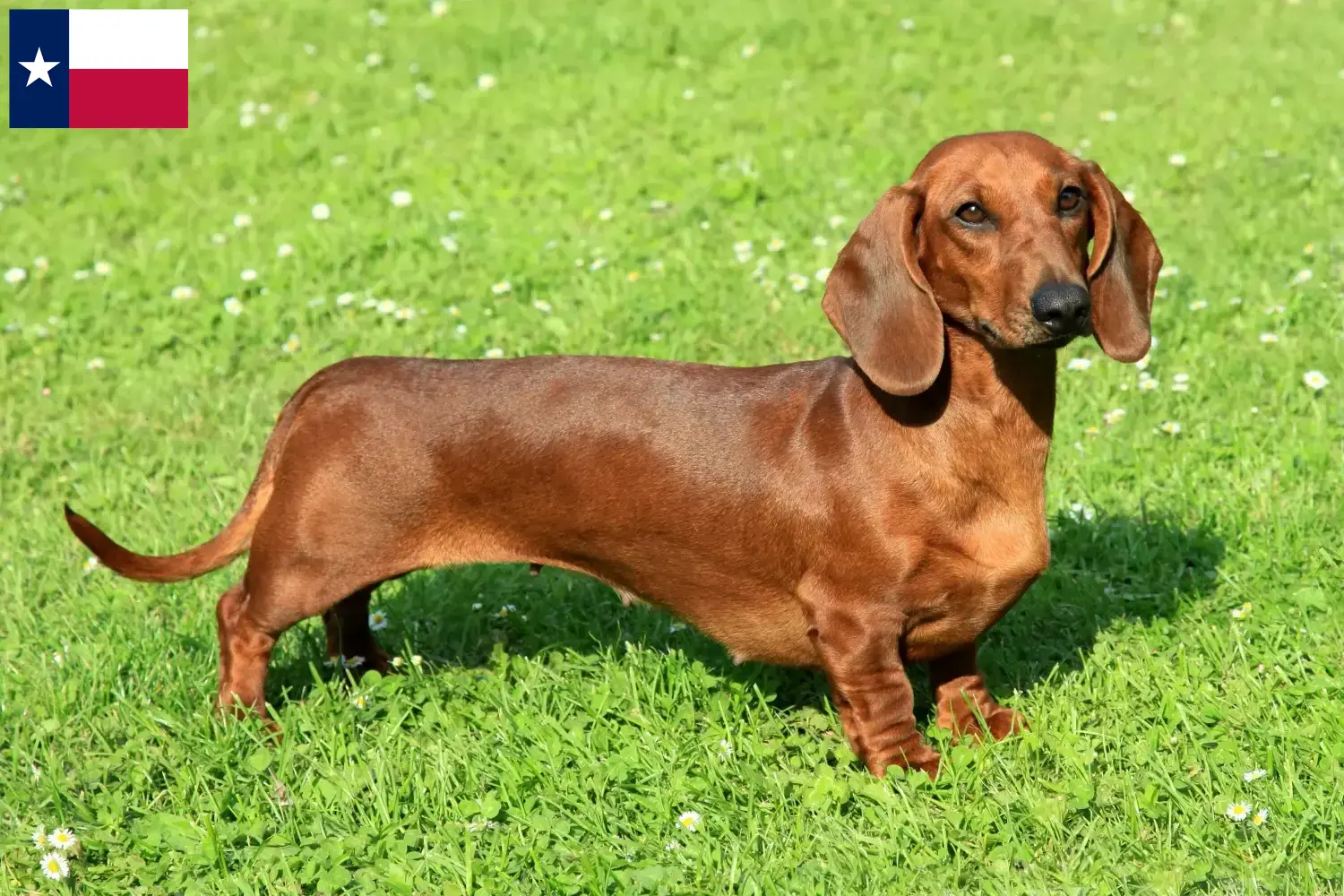 Dachshund puppies and breeders Texas Find Dachshund breeders in Texas.