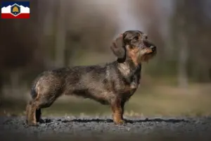 Read more about the article Dachshund breeders and puppies in Utah