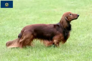 Read more about the article Dachshund breeders and puppies in Vermont