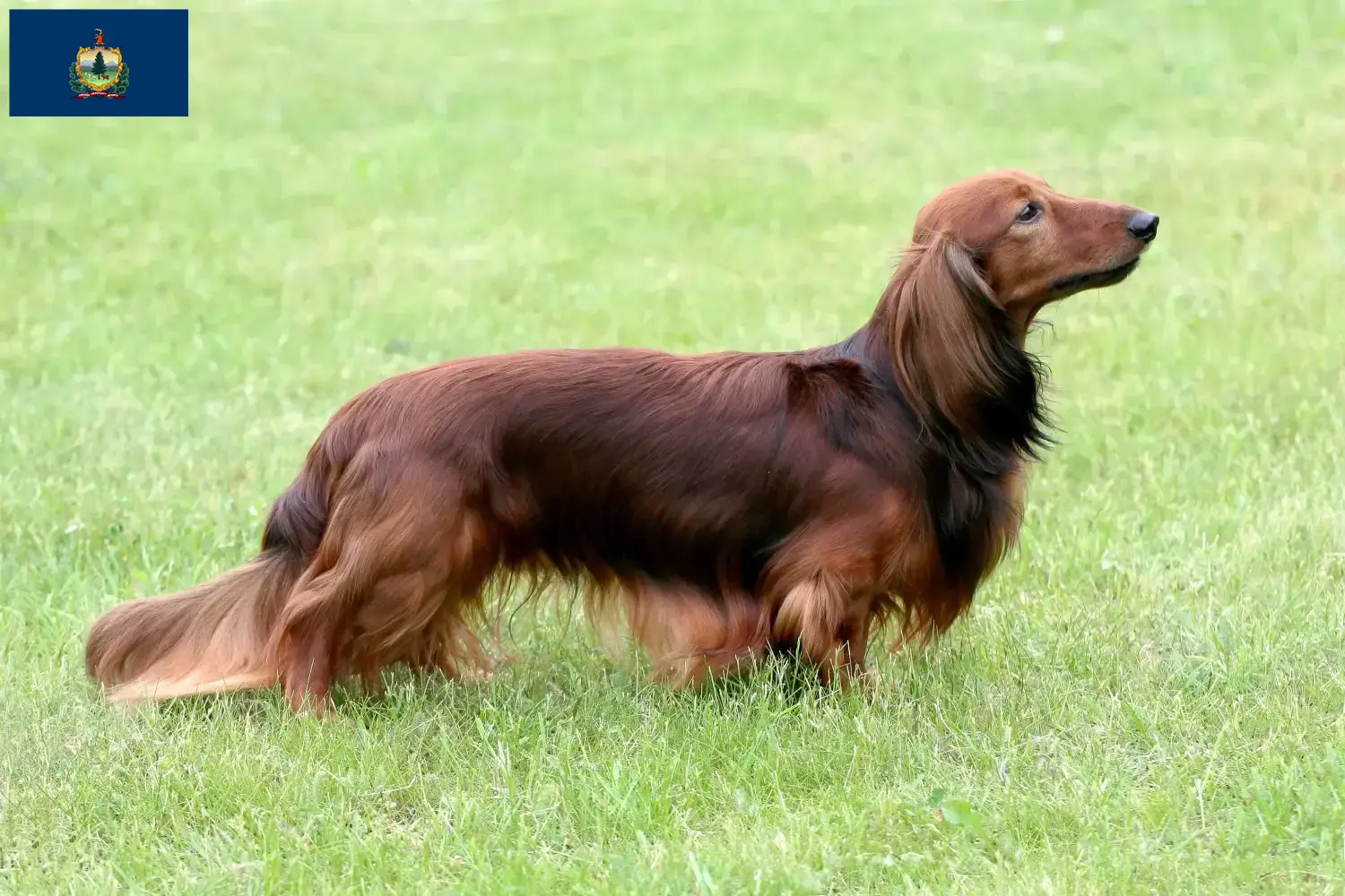 Dachshund puppies and breeders Vermont Find Dachshund breeders in Vermont.